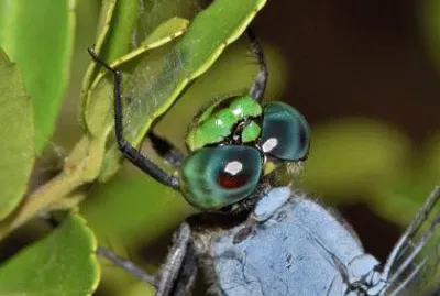 Imagem jigsaw puzzle