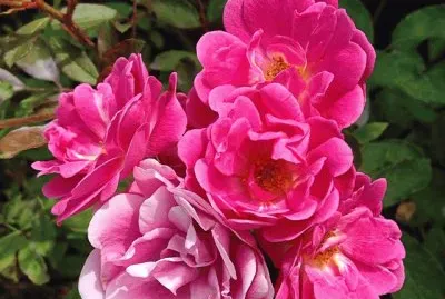 flores