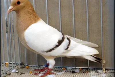 Allodola di  norimberga