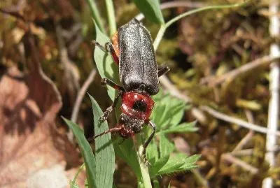 Cantharis rustica