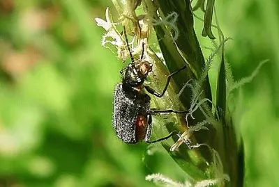 Cantharis nigra