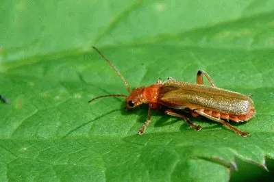 Cantharis pallida
