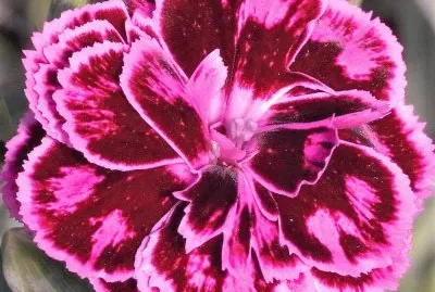 flores jigsaw puzzle