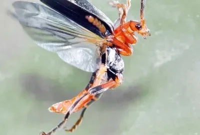Cantharis livida
