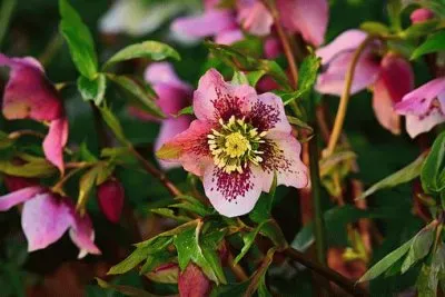 Imagem jigsaw puzzle