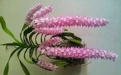 flores jigsaw puzzle