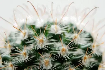 Imagem jigsaw puzzle