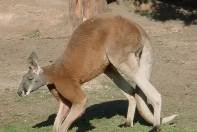 Canguro rosso