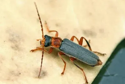 Cantharis lateralis