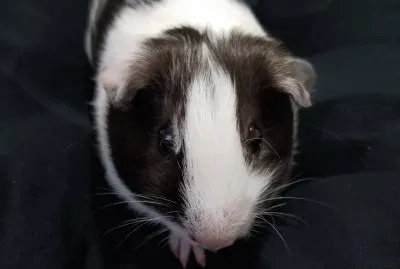 general