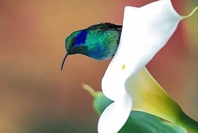 natural jigsaw puzzle