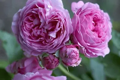 flores jigsaw puzzle