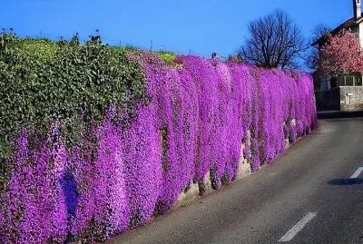 flores jigsaw puzzle