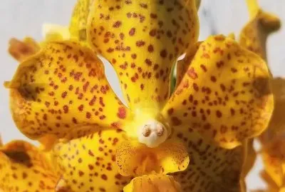 flores jigsaw puzzle