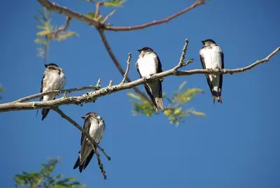 andorinhas 1 jigsaw puzzle