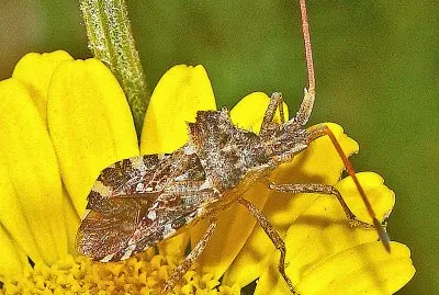 Centrocoris spiniger