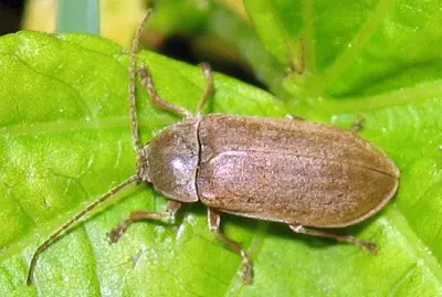 Dascillus cervinus
