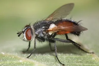 Besseria lateritia