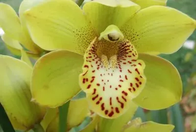 OrchidÃ©e