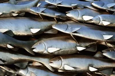 Imagem jigsaw puzzle