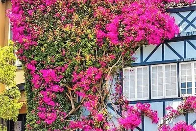 flores jigsaw puzzle