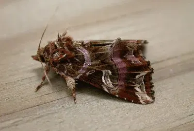 Callopistria juventina
