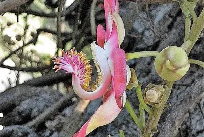 flores