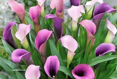 flores jigsaw puzzle