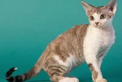 Devon rex