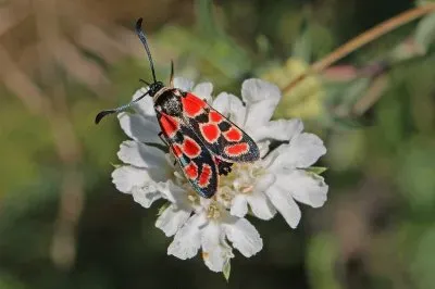 Zygaena carniolica jigsaw puzzle
