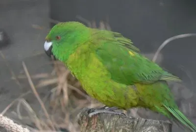Parrocchetto degli antipodi