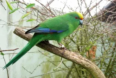 Parrocchetto di malherbe