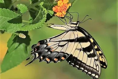 natural jigsaw puzzle