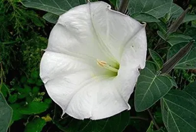 Datura jigsaw puzzle
