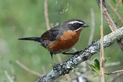 Poospiza nigrorufa
