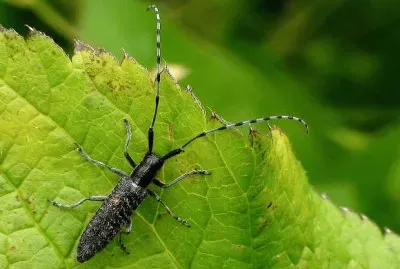 Agapanthia maculicornis