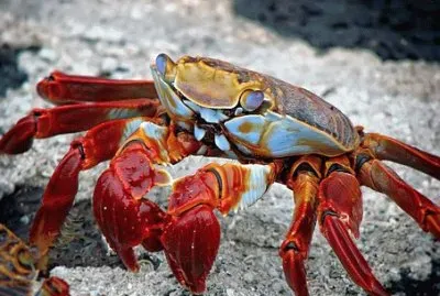 Imagem jigsaw puzzle