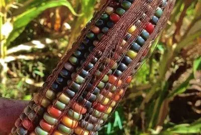 Maiz gema de cristal jigsaw puzzle