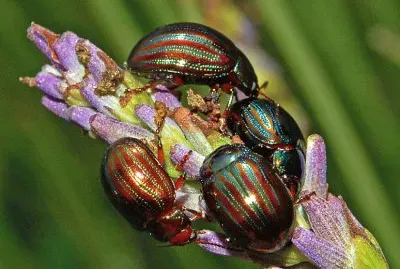 Chrysolina americana jigsaw puzzle