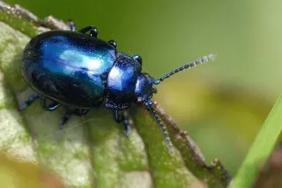 Chrysolina coerulans