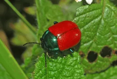 Chrysolina grossa