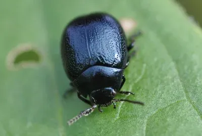 chrysolina haemoptera
