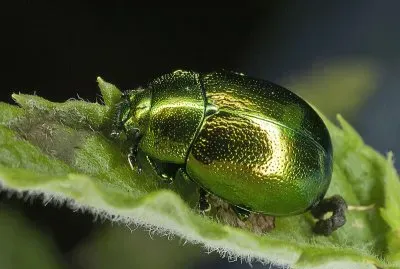 Chrysolina herbacea