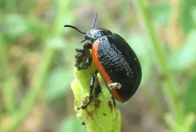 Chrysolina sanguinolenta