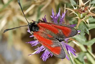 Zygaena erythrus jigsaw puzzle