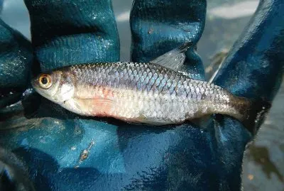 Triotto jigsaw puzzle