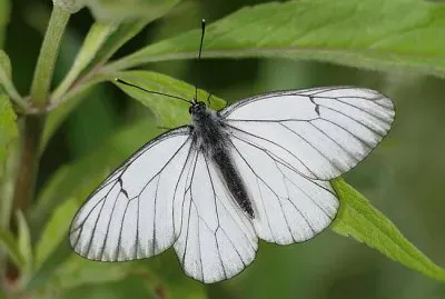 Pieride del biancospino