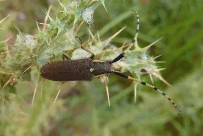 Agapanthia annuralis jigsaw puzzle