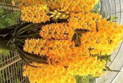 flores