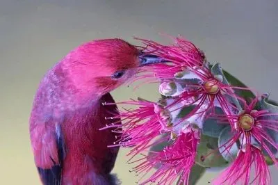 natural jigsaw puzzle